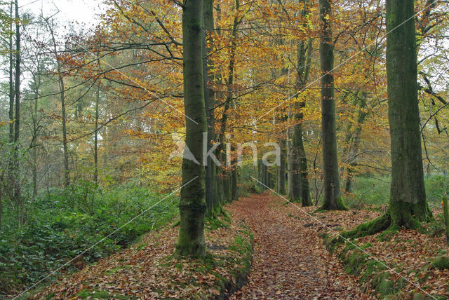 Beuk (Fagus sylvatica)