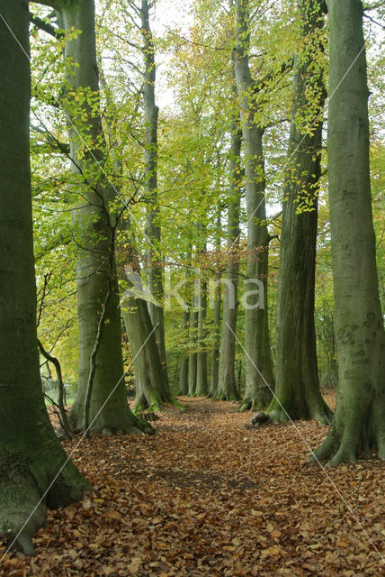 Beech (Fagus sylvatica)