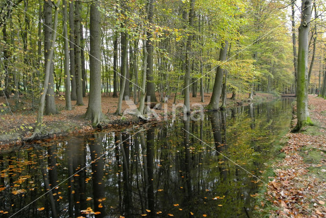 Beuk (Fagus sylvatica)