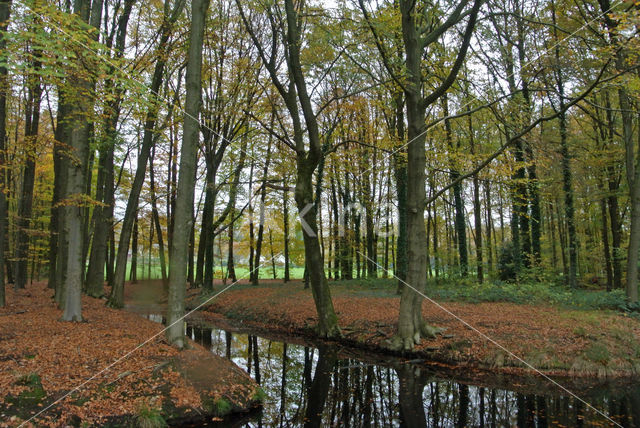 Beuk (Fagus sylvatica)