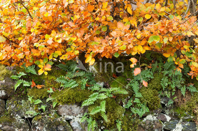 Beuk (Fagus spec.)