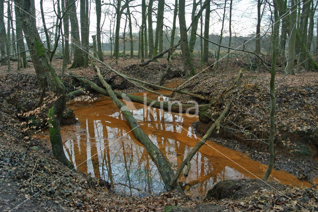 Beuk (Fagus sylvatica)