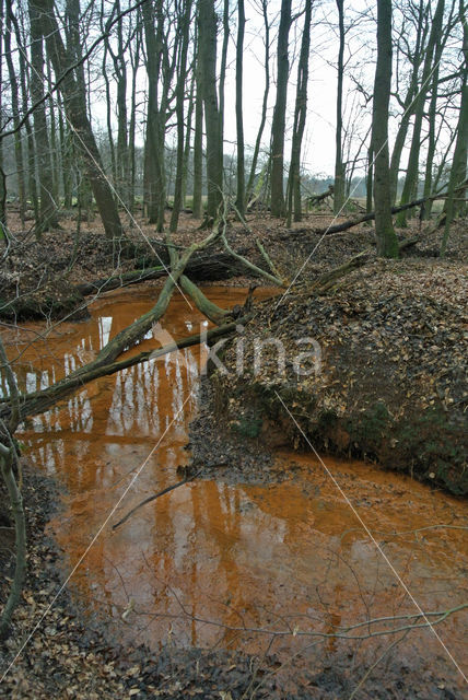 Beech (Fagus sylvatica)