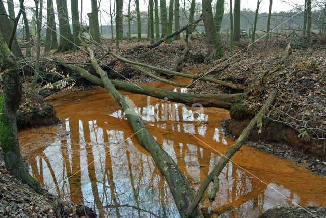 Beech (Fagus sylvatica)