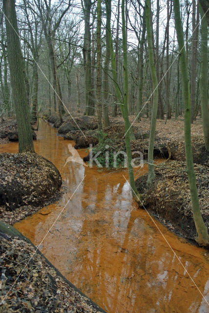 Beech (Fagus sylvatica)