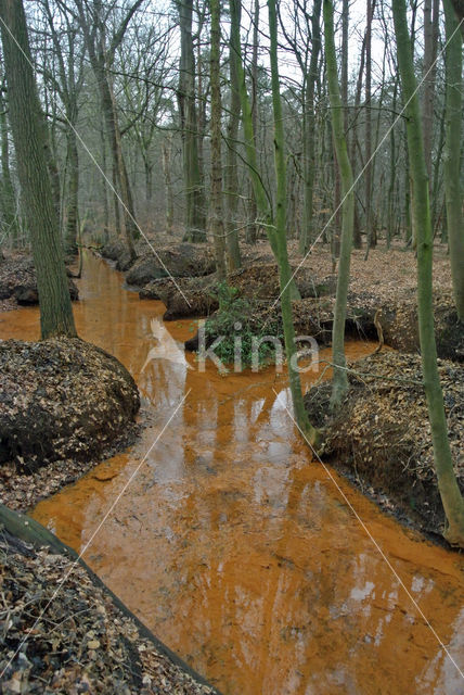 Beech (Fagus sylvatica)