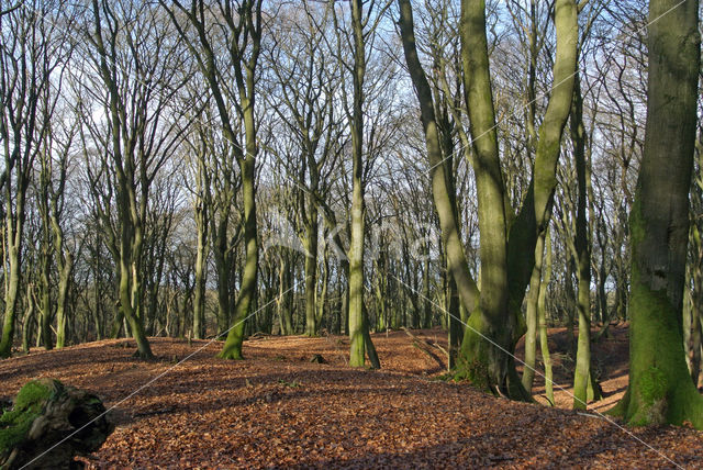 Beech (Fagus sylvatica)