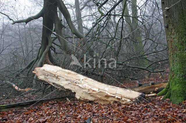 Beech (Fagus sylvatica)