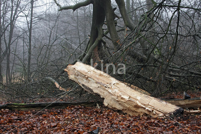 Beuk (Fagus sylvatica)