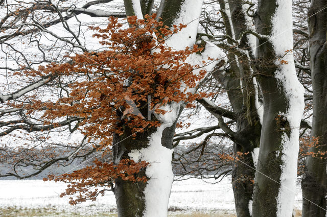 Beuk (Fagus sylvatica)