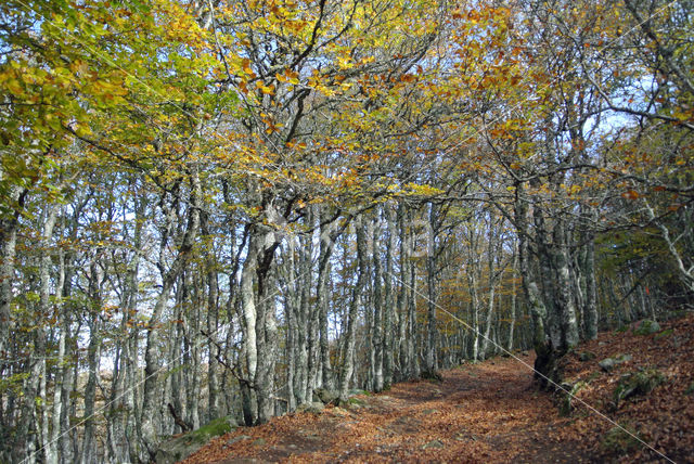 Beuk (Fagus sylvatica)