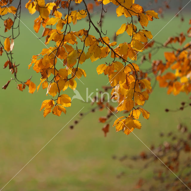 Beuk (Fagus spec.)