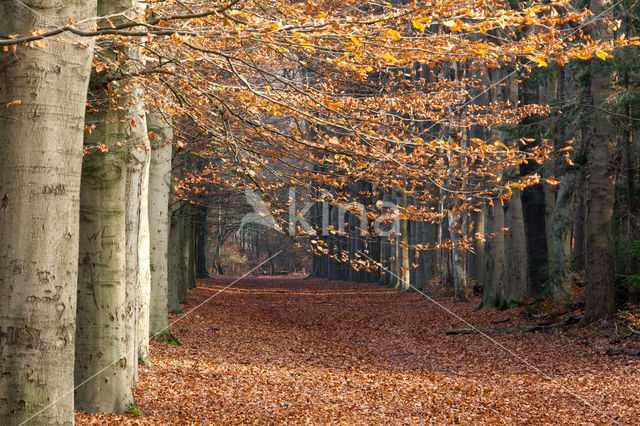 Beuk (Fagus spec.)