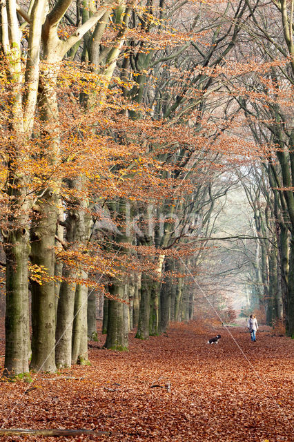 Beech (Fagus spec.)