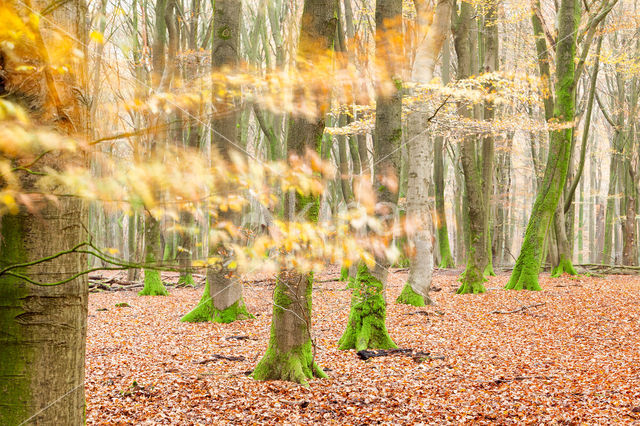 Beech (Fagus spec.)