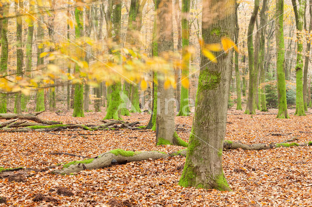 Beech (Fagus spec.)