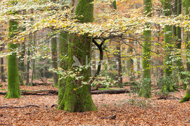 Beech (Fagus spec.)