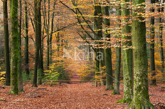 Beuk (Fagus spec.)