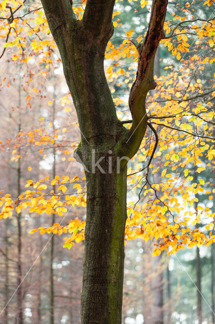 Beech (Fagus spec.)