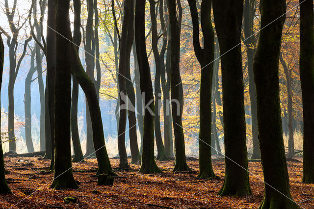 Beech (Fagus spec.)