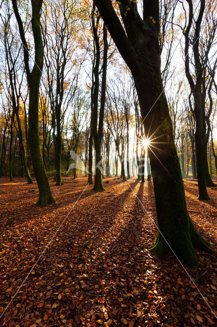 Beech (Fagus spec.)