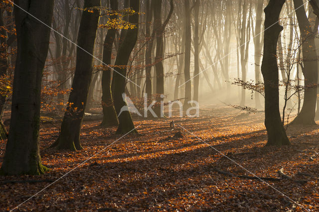 Beech (Fagus sylvatica)