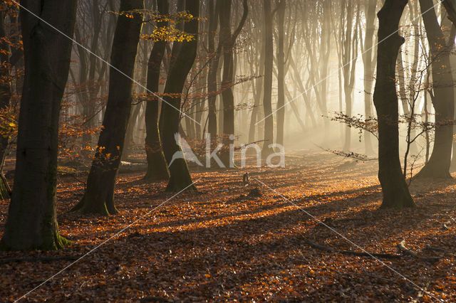 Beuk (Fagus sylvatica)