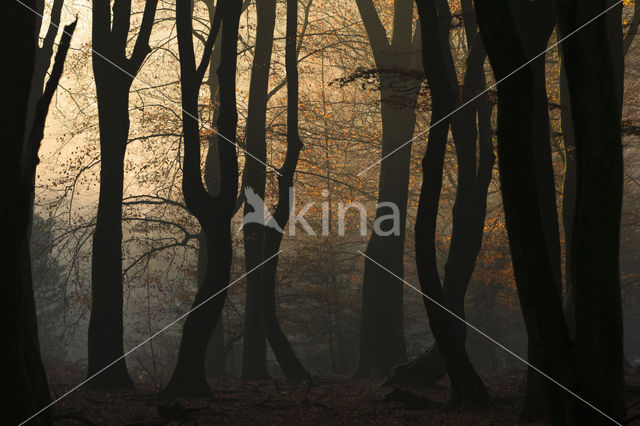 Beuk (Fagus sylvatica)