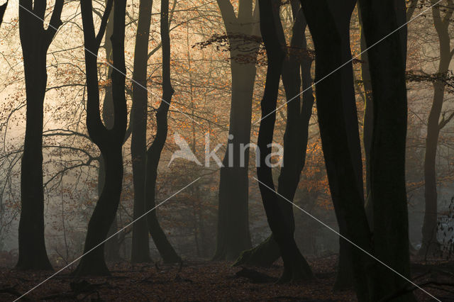 Beech (Fagus sylvatica)