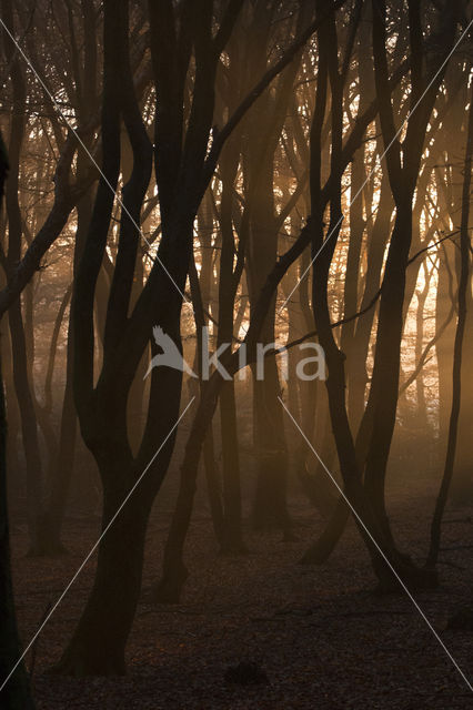 Beuk (Fagus sylvatica)