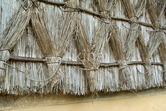 bulrush (Blysmus spec)
