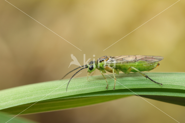 Bladwesp (Nematus melanaspis)