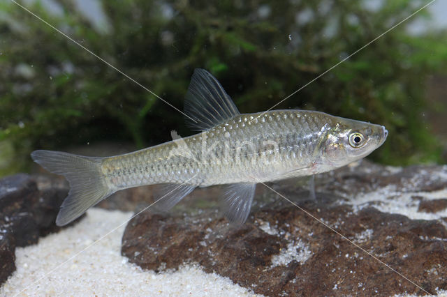 Topmouth gudgeon (Pseudorasbora parva)