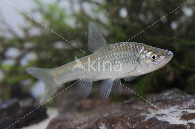 Topmouth gudgeon (Pseudorasbora parva)