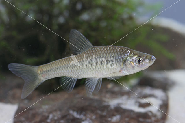 Topmouth gudgeon (Pseudorasbora parva)