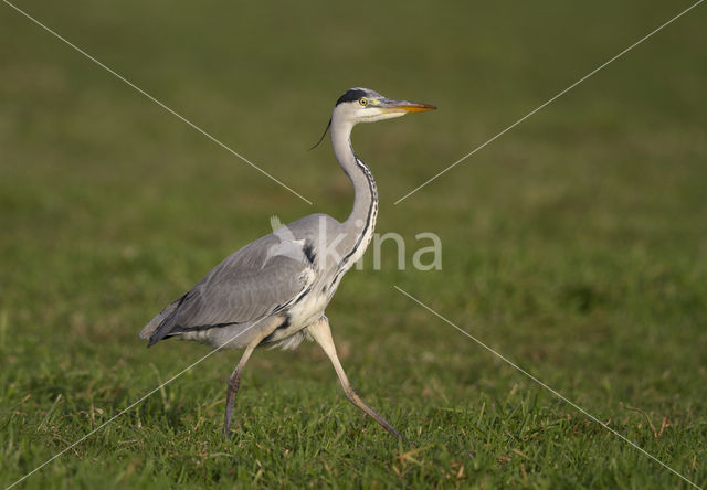 Blauwe Reiger (Ardea cinerea)