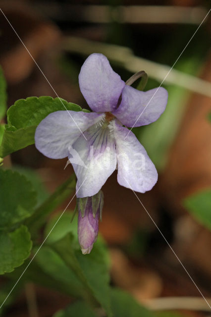 Common Dog-violet (Viola riviniana)