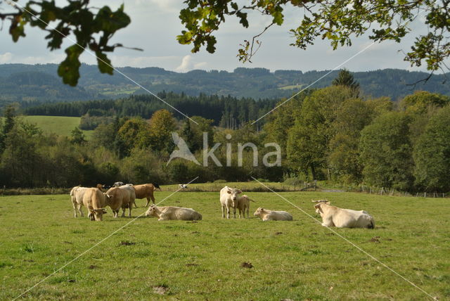 Blonde d'Aquitaine koe (Bos Domesticus)