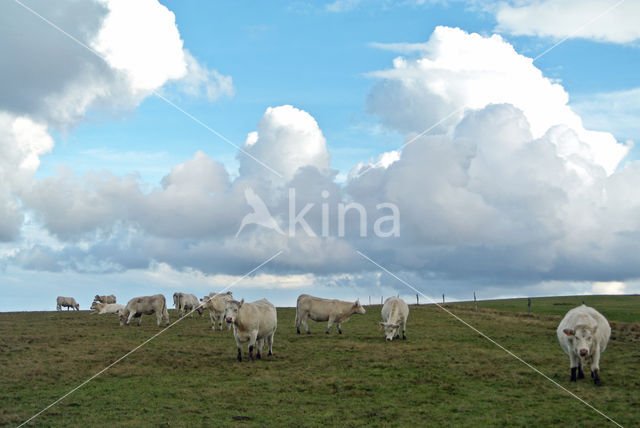 Blonde d'Aquitaine cow (Bos Domesticus)