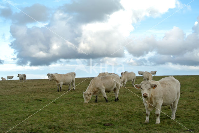 Blonde d'Aquitaine cow (Bos Domesticus)