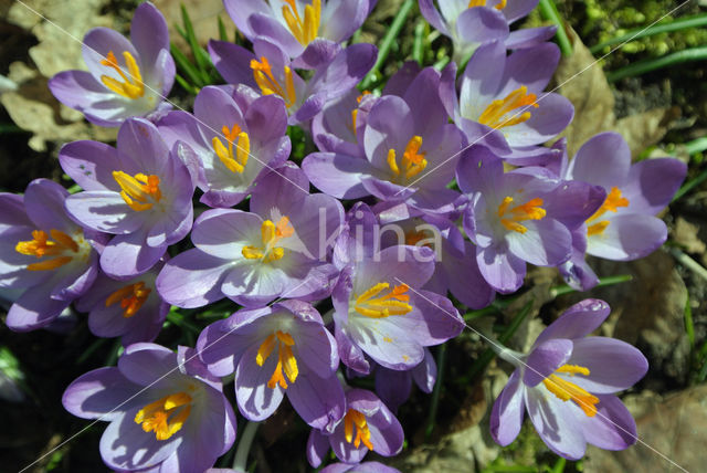 Boerenkrokus (Crocus tommasinianus)