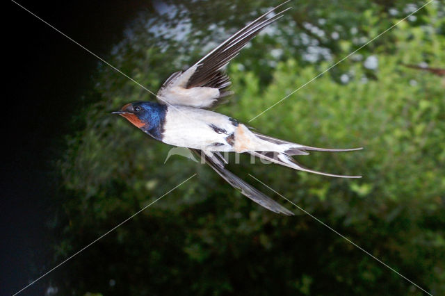 Boerenzwaluw (Hirundo rustica)