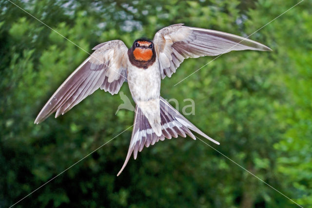 Boerenzwaluw (Hirundo rustica)