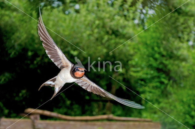 Boerenzwaluw (Hirundo rustica)