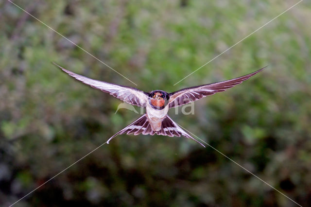 Boerenzwaluw (Hirundo rustica)