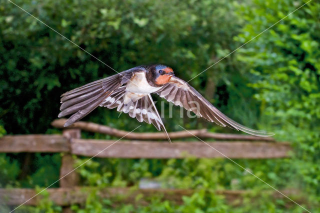 Boerenzwaluw (Hirundo rustica)