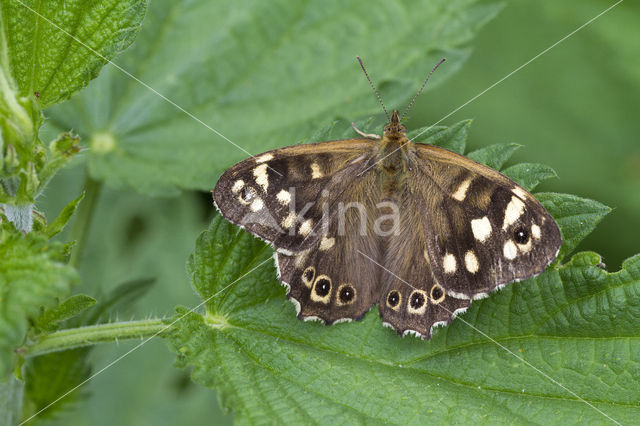 Speckled Wood (Pararge aegeria)