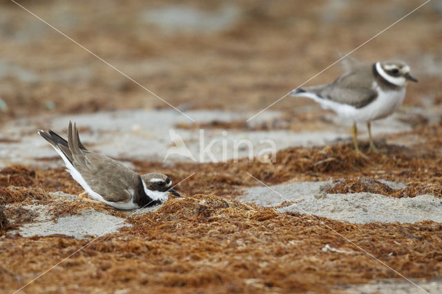 Bontbekplevier (Charadrius hiaticula)