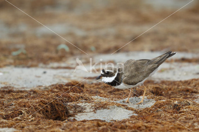 Bontbekplevier (Charadrius hiaticula)