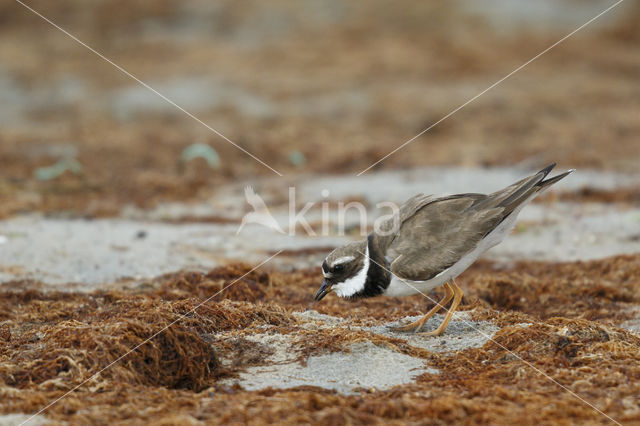 Bontbekplevier (Charadrius hiaticula)